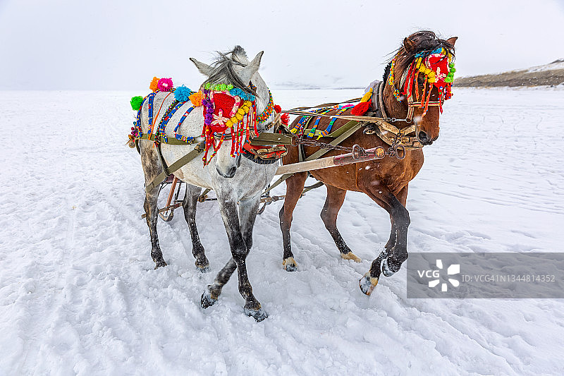 在奇尔迪尔湖上与马匹同行的雪橇，土耳其阿尔达汉-卡尔斯图片素材