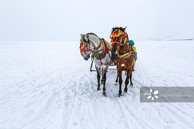 在奇尔迪尔湖上与马匹同行的雪橇，土耳其阿尔达汉-卡尔斯图片素材