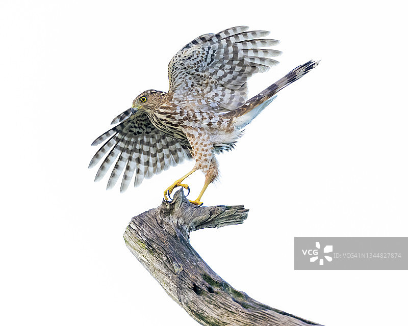 精致的库珀鹰图片素材