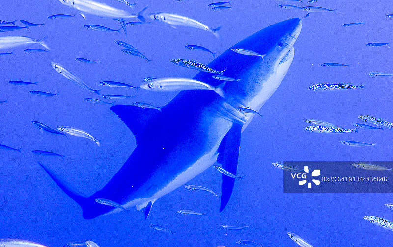 大白鲨图片素材