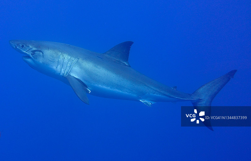 大白鲨图片素材