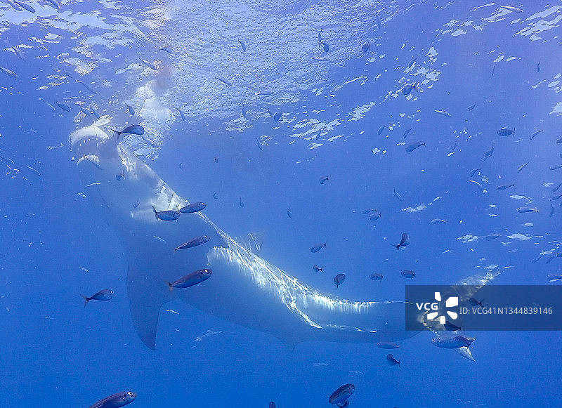 大白鲨图片素材