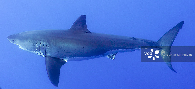 大白鲨图片素材