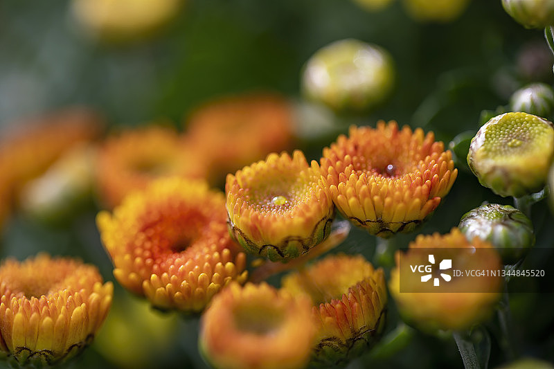 金色谢丽尔花图片素材