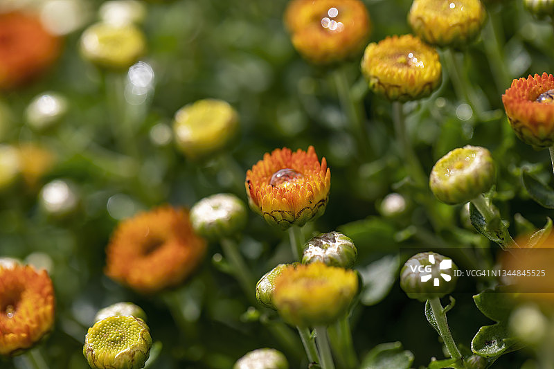 金色谢丽尔花图片素材
