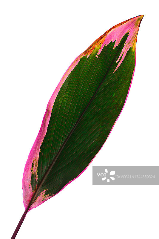 白色背景上的铃兰叶，有文案空间图片素材