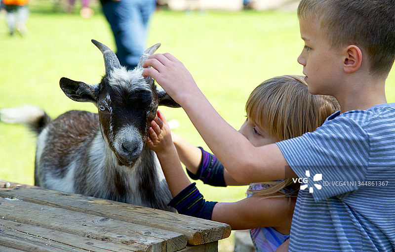 爱抚山羊图片素材