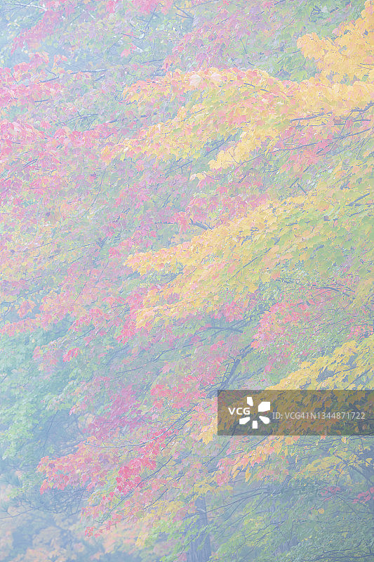 薄雾中的秋树图片素材