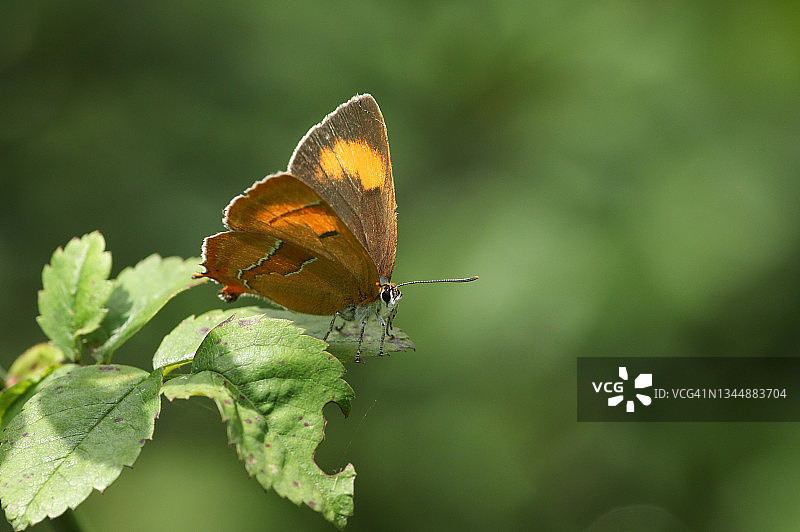 栖息在树叶上的罕见朴树灰蝶图片素材