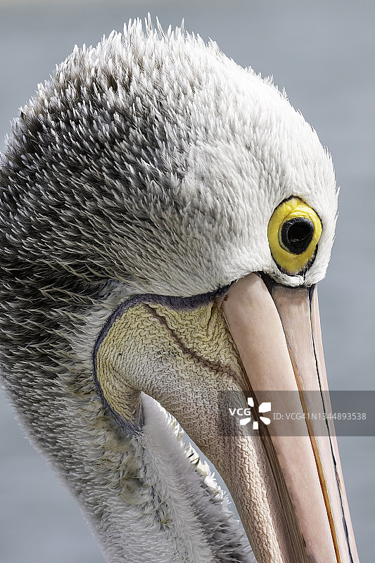 澳大利亚鹈鹕头部特写，杰维斯湾，新南威尔士州，澳大利亚图片素材