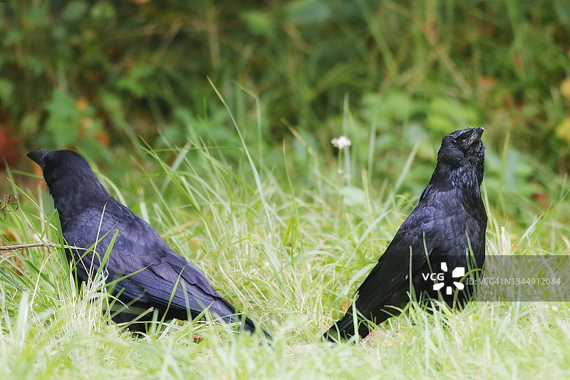 塞纳-马恩省的乌鸦群，法国图片素材