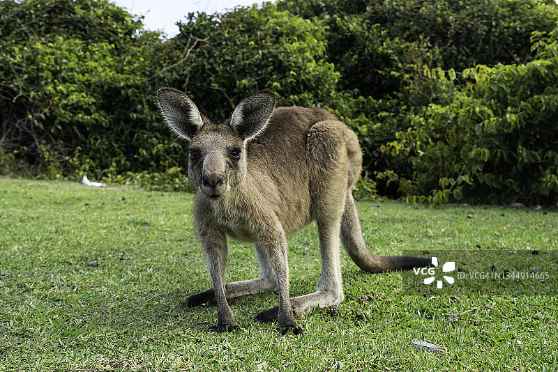 澳大利亚新南威尔士州，糖 loaf 角灯塔附近的幼袋鼠图片素材