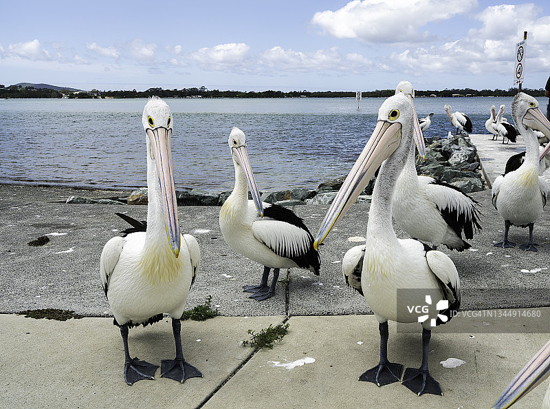 澳大利亚鹈鹕在渔民清洁站聚集图片素材