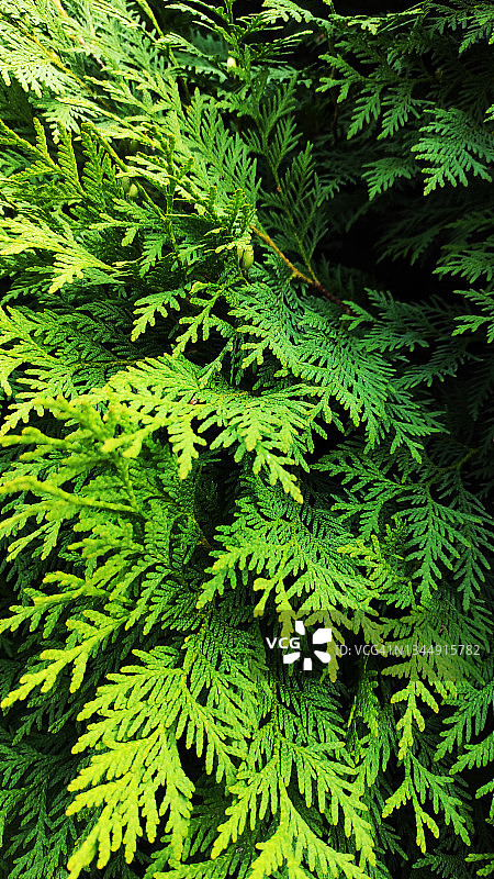 翠绿的香柏树枝图片素材