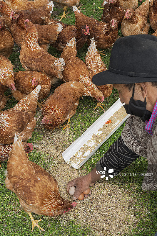 戴着口罩的农民在鸡舍外捡鸡蛋图片素材