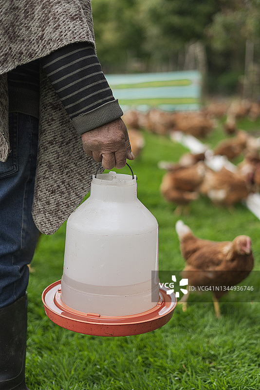 农民清洗水容器给鸡喂水图片素材