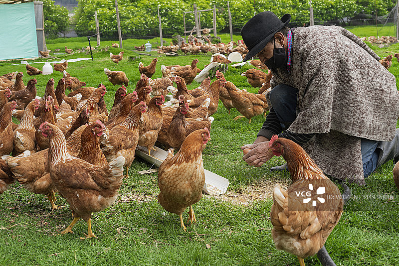 戴着口罩的农民在鸡舍外捡鸡蛋图片素材
