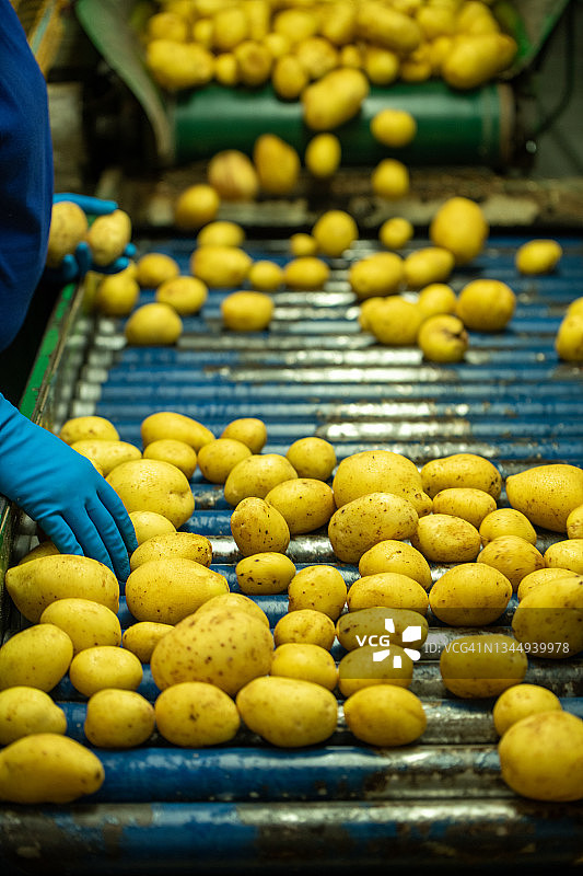 工厂传送带上的土豆图片素材