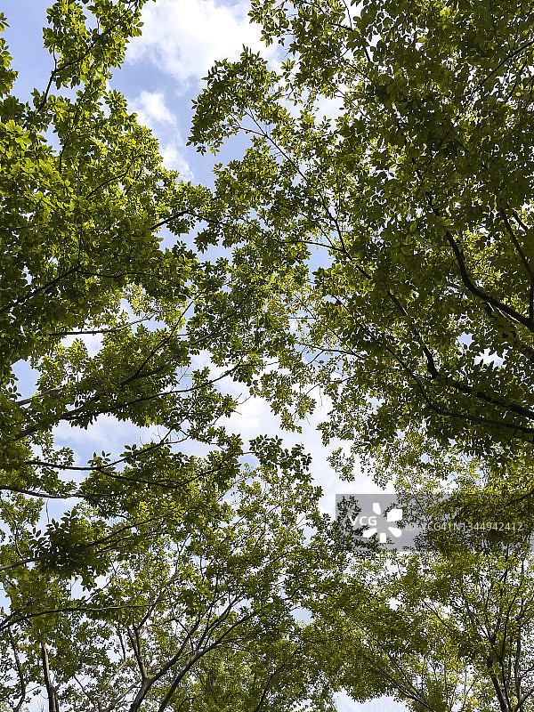 蓝天白云下的树冠图片素材