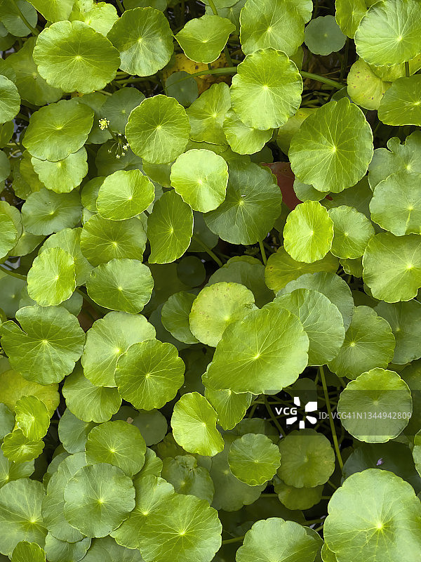 排列紧密的水生植物叶子图片素材