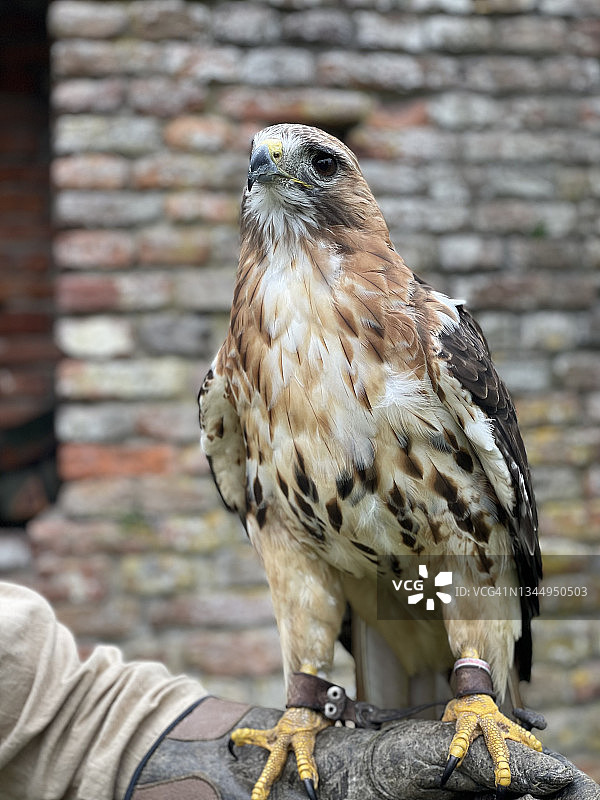 手套上的猎鹰图片素材