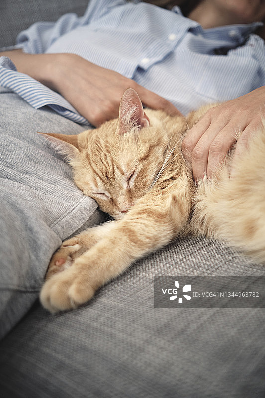 猫咪在沙发上依偎着主人睡着了图片素材