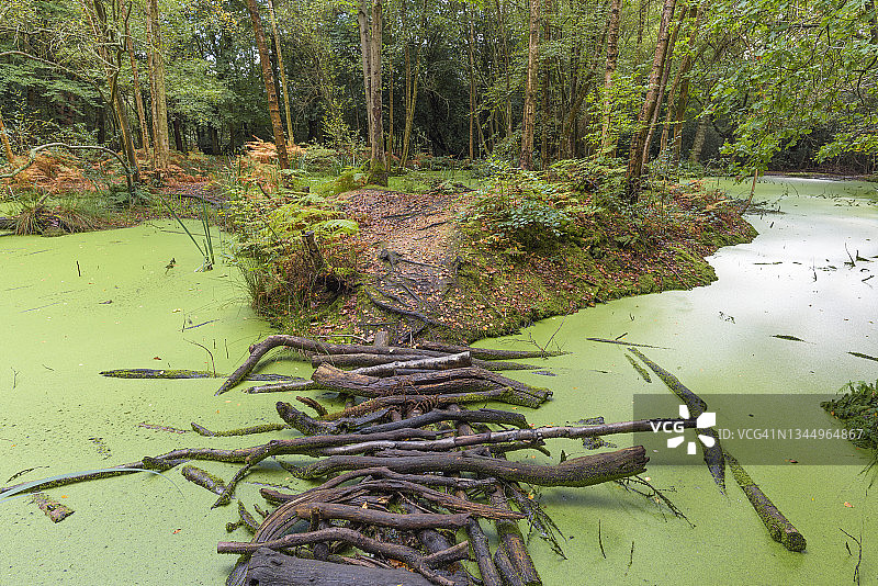 埃pping森林里的浮萍与原木图片素材
