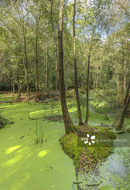 埃pping森林中的苔藓和浮萍图片素材