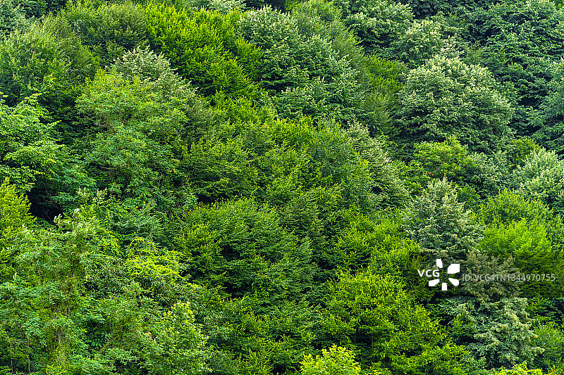 茂密的森林纹理图片素材