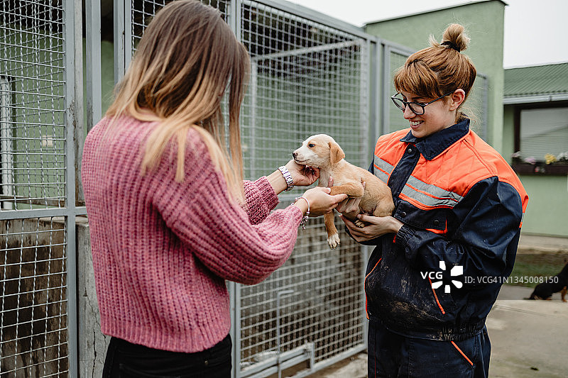 年轻女人和工作人员在收容所选择要领养的狗图片素材