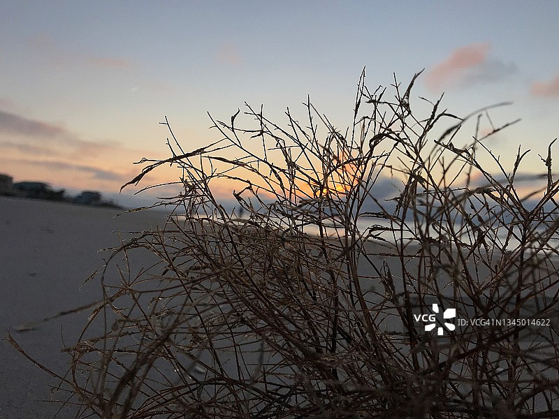 日落时海滩上的海藻图片素材