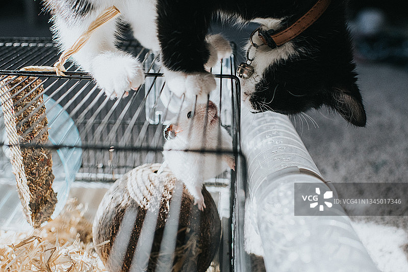 小猫在笼子里跟踪宠物仓鼠图片素材