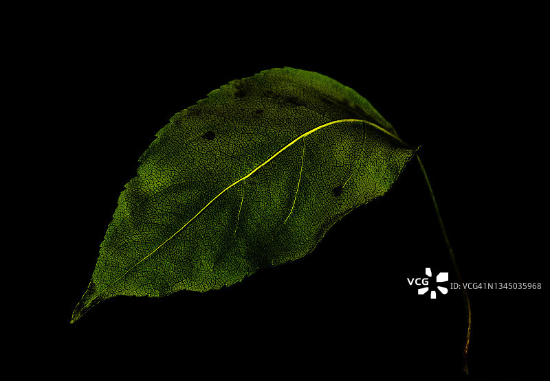 一片褪色的绿色海棠叶图片素材