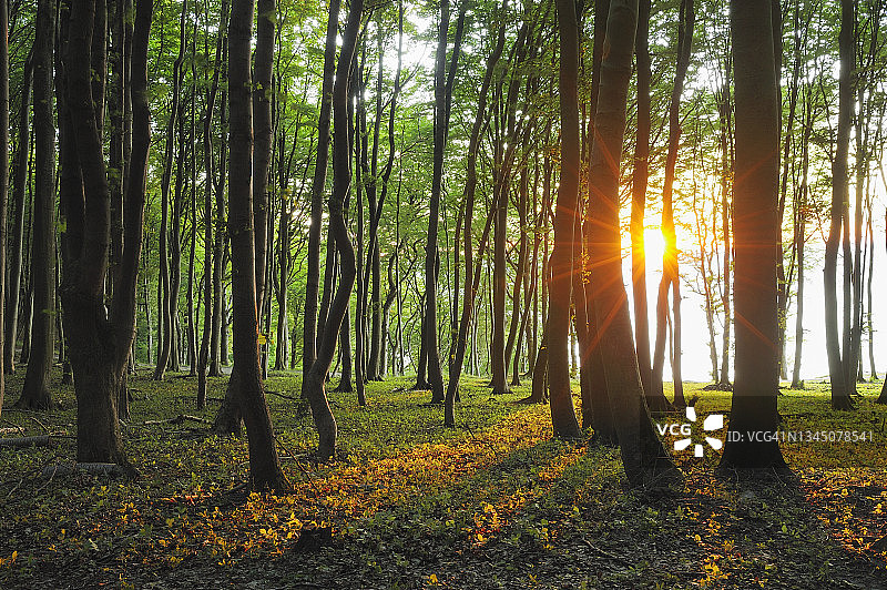 德国亚斯蒙德国家公园日出时分的山毛榉树林图片素材