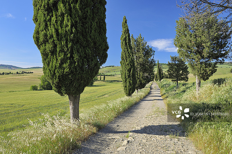 瓦尔德奥西亚的柏树泥路，意大利托斯卡纳锡耶纳省图片素材