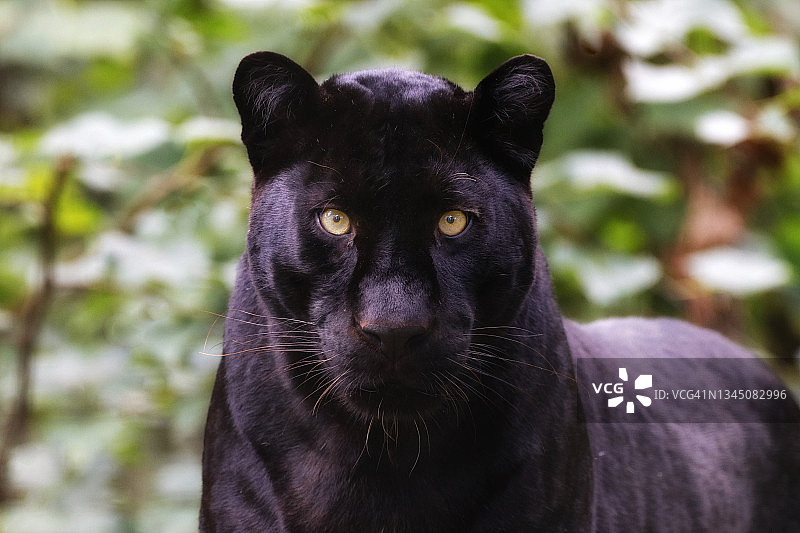 斯里兰卡黑豹图片素材