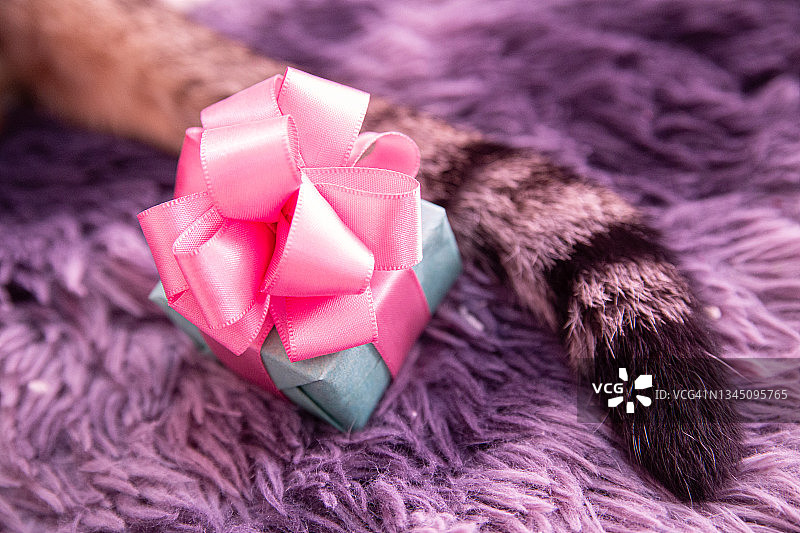 猫咪的尾巴拍打着礼品盒图片素材