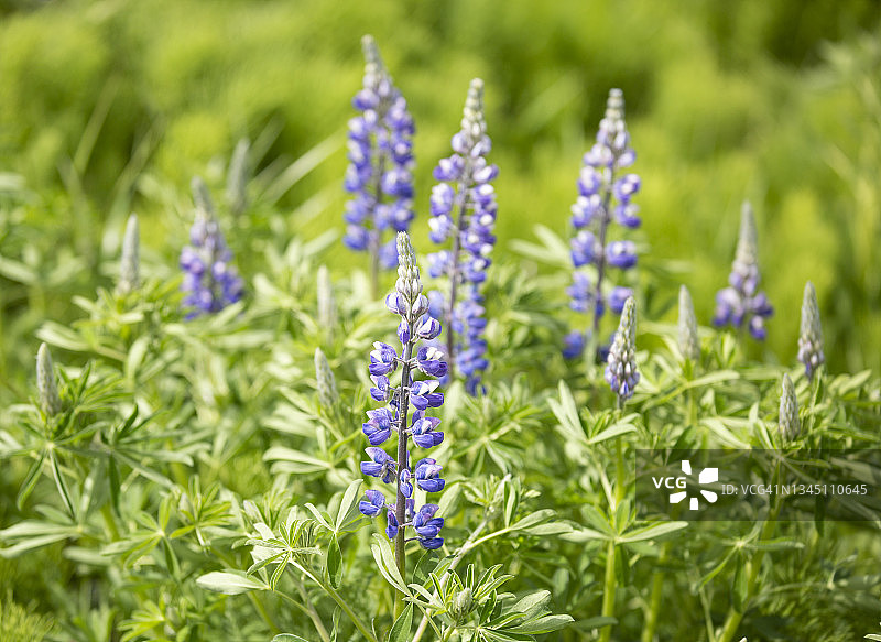 紫色的野花图片素材