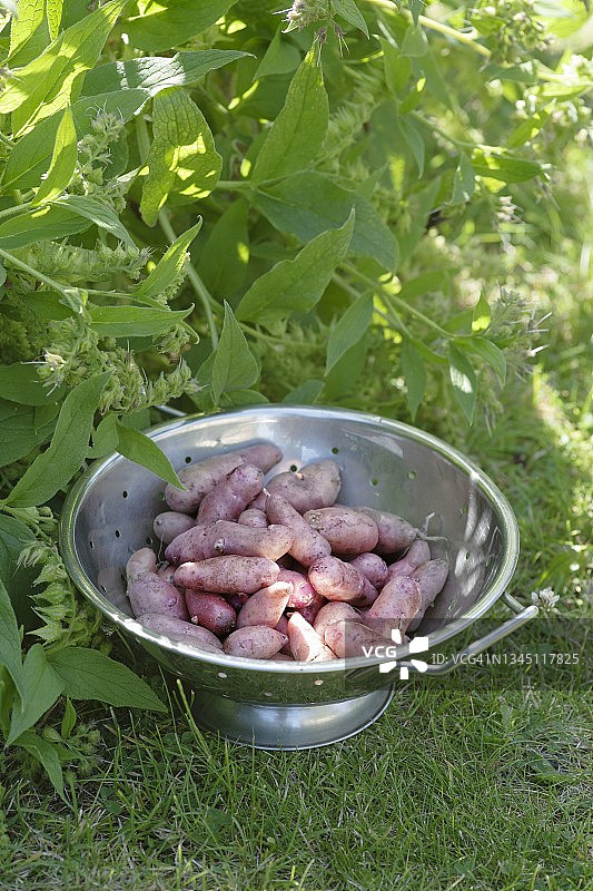 漏勺里的粉色杉树苹果土豆图片素材