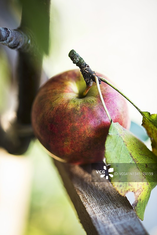 带有茎和叶子的苹果图片素材
