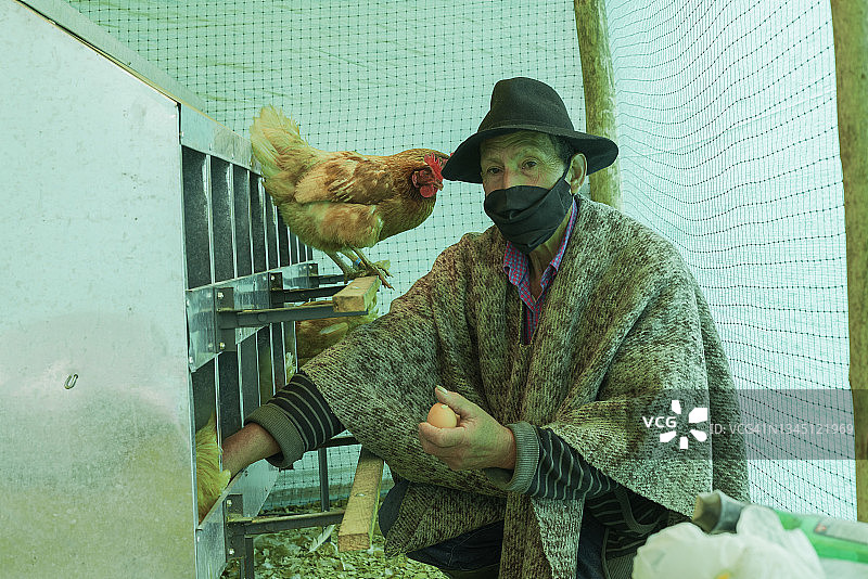 农民戴口罩在鸡舍收集鸡蛋图片素材