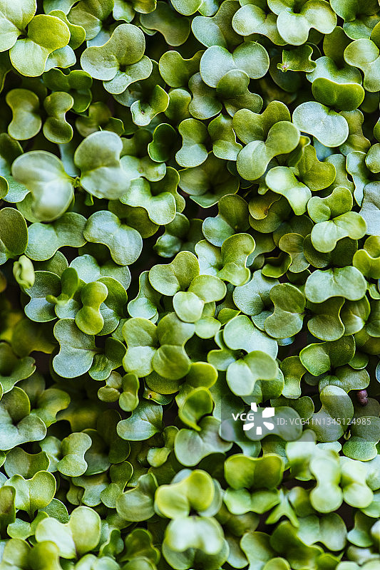 密克罗树叶图片素材