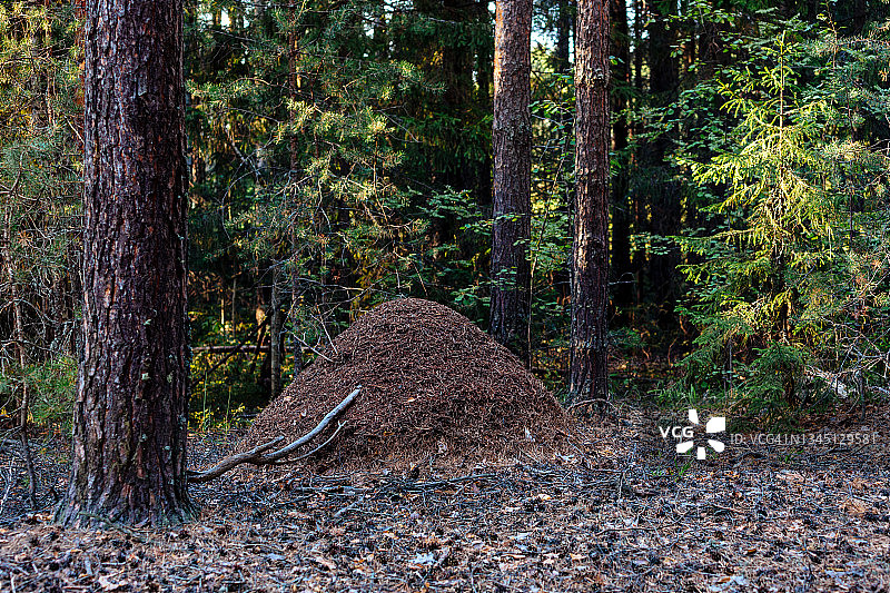 森林蚁丘图片素材
