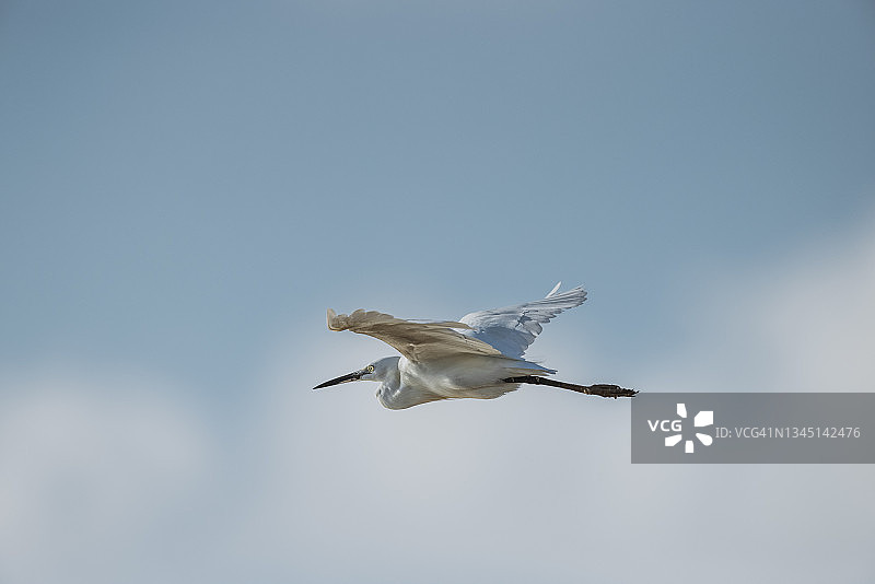 飞行中的鸟：白鹭图片素材