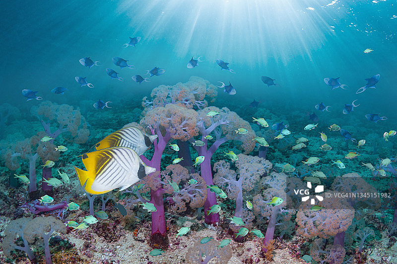 有热带鱼的珊瑚礁场景图片素材
