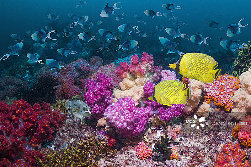 有热带鱼的珊瑚礁场景图片素材