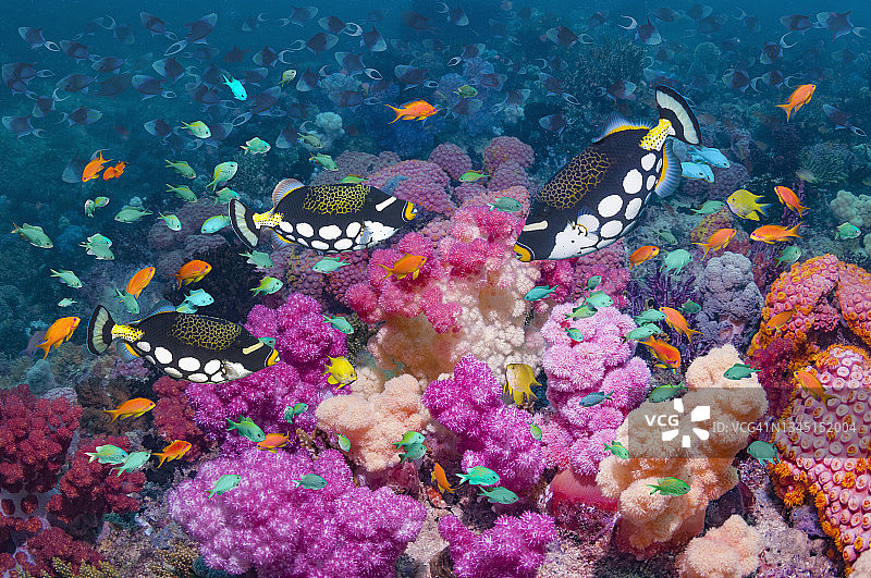 有热带鱼的珊瑚礁场景图片素材