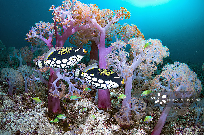 有热带鱼的珊瑚礁场景图片素材