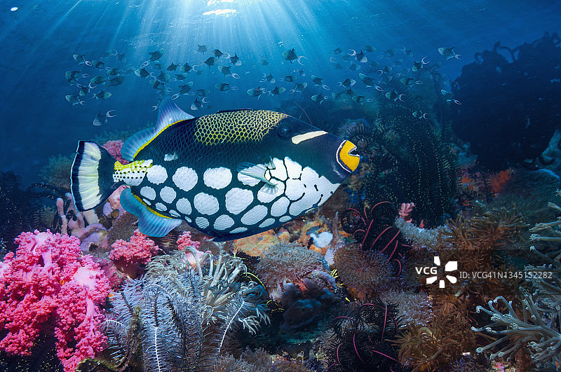 小丑扳机鱼在珊瑚礁上游泳图片素材