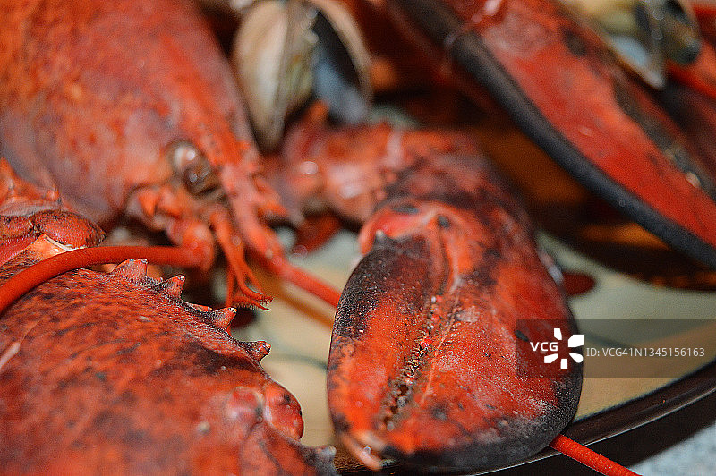 缅因州龙虾图片素材